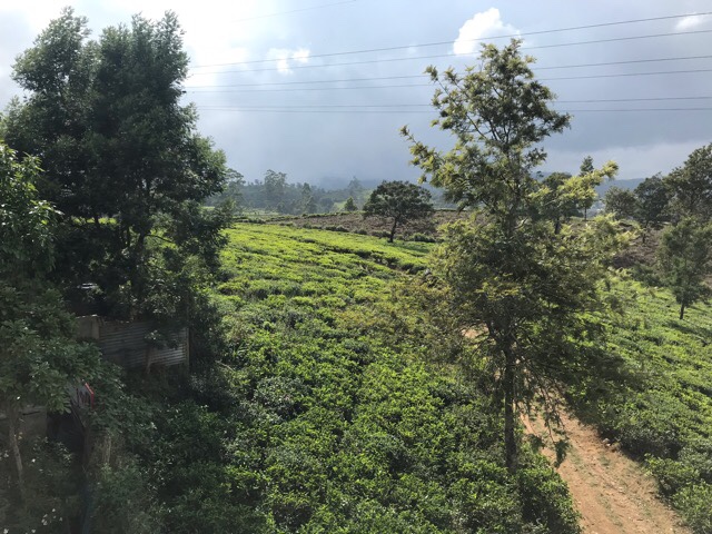ヌワラエリヤの景色　茶畑