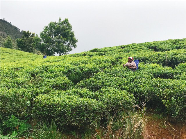 Sri Lanka Jasmine Tours & Drivers
スリランカジャスミンツアーズ撮影。ヌワラエリヤの茶摘みのようす