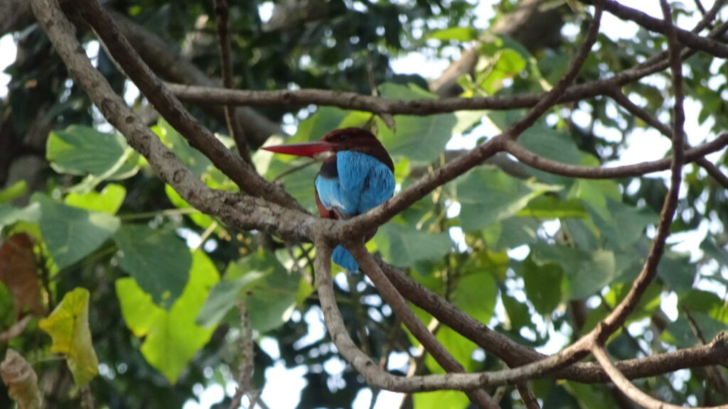 ボートサファリで見たキングフィッシャー